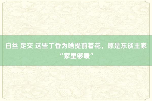 白丝 足交 这些丁香为啥提前着花，原是东谈主家“家里够暖”